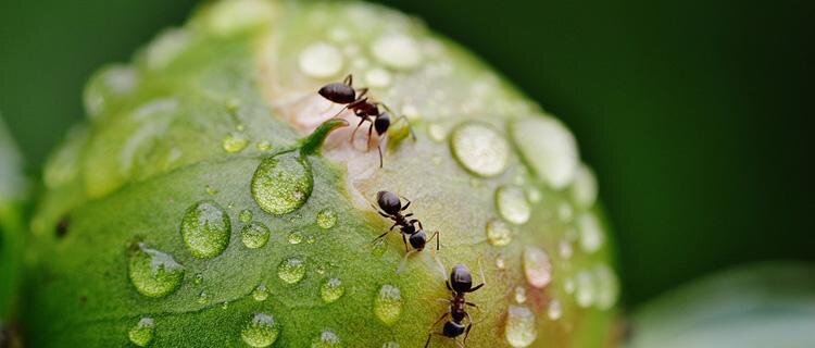 fourmis.jpg